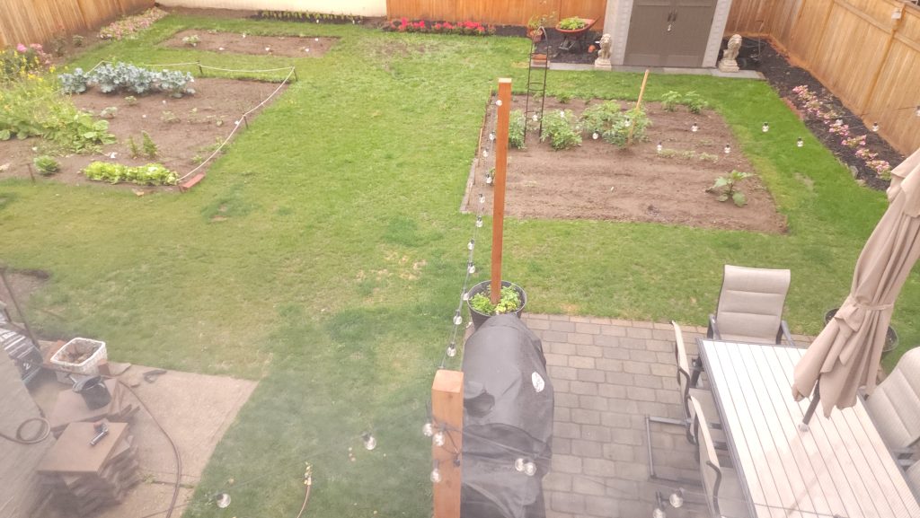 view of last years garden
