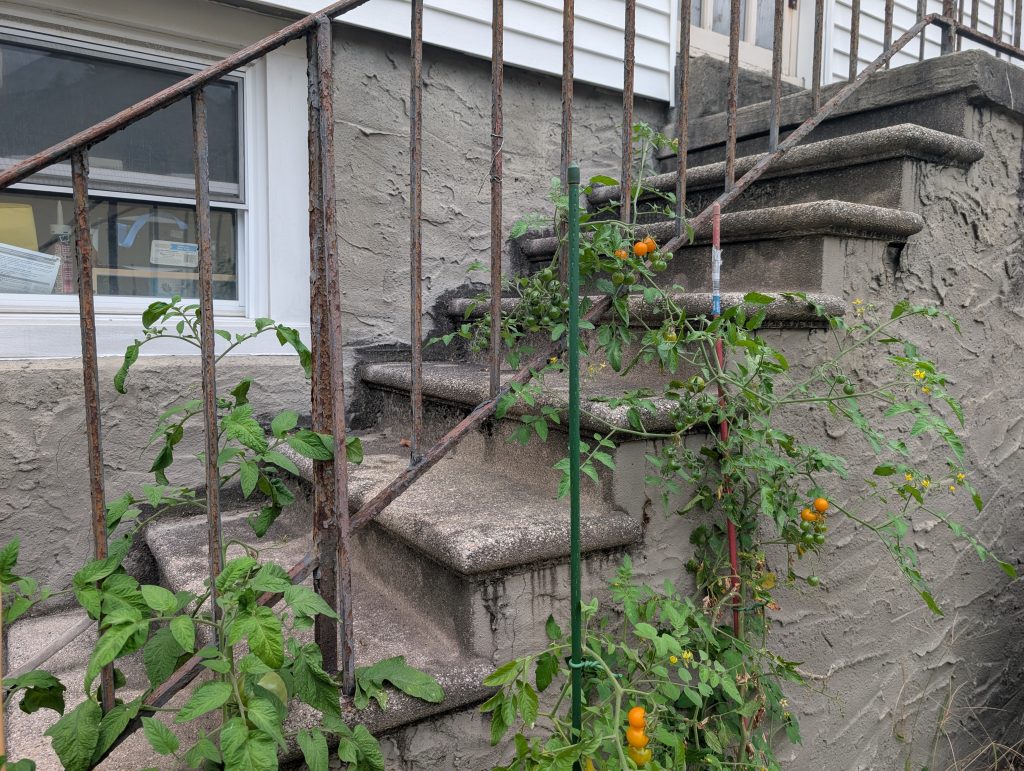 tomatoes using stair railing as a trelis