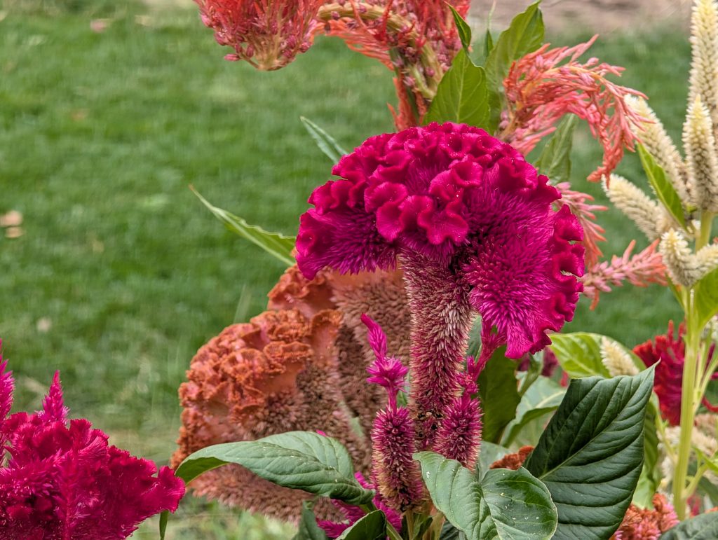 Magenta Celosia