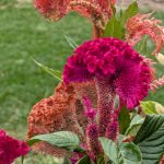 Magenta Celosia